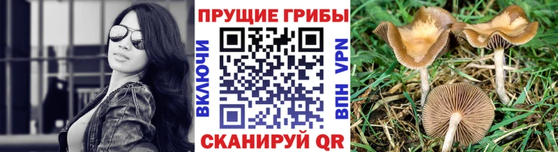 kraken ТОР  Суоярви  Галлюциногенные грибы Cubensis 